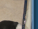 Mum Chloe with her pups
