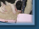 Mum Chloe with her pups