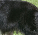 Teddy at 19 months