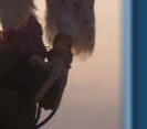 Bird of prey at sunset