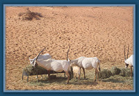 Oryx family dinner