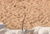 Oryx family dinner