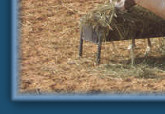 Oryx family dinner
