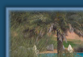Oryx by the pool