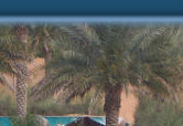 Oryx by the pool