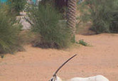 Oryx by the pool