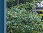 Bridge in Kyoto