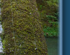 Bridge in Kyoto