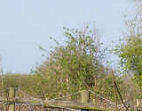 The vines April 08