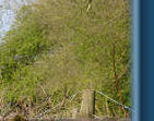 The vines April 08