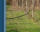 The vines April 08