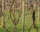 The vines April 08