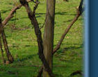 The vines April 08