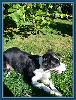 Every vineyard needs one....