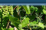 Every vineyard needs one....