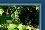 Every vineyard needs one....