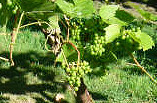 Every vineyard needs one....